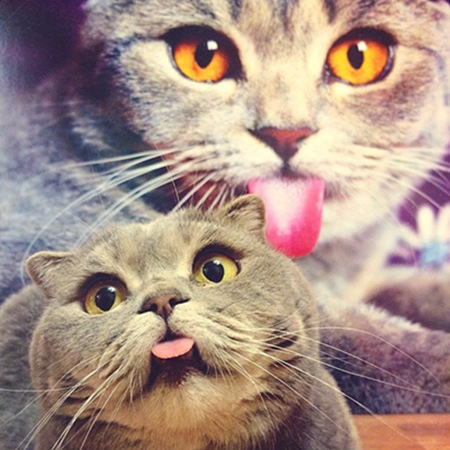 爱吐舌头的猫咪。