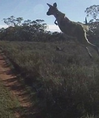 惊人一跃!袋鼠撞车瞬间跳起越过疾驰汽车(图)