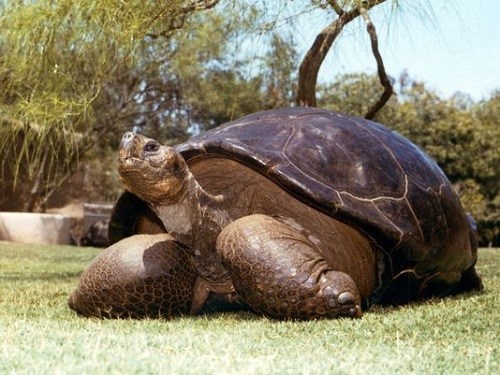 美国150岁巨龟被执行安乐死有90个后代(图)