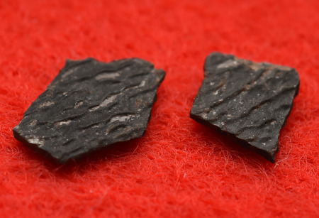 日本发现恐龙蛋壳化石新品种呈两层结构(图)