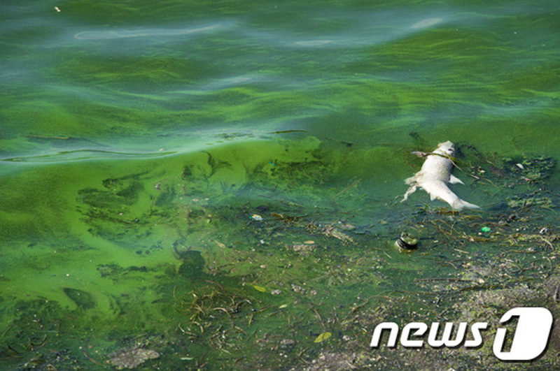 藻类过量繁殖首尔汉江变绿江组图