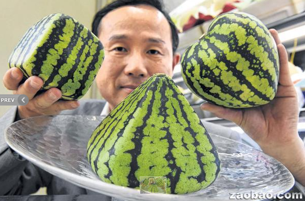奇形西瓜受日本人喜爱价格昂贵可作装饰品（图）