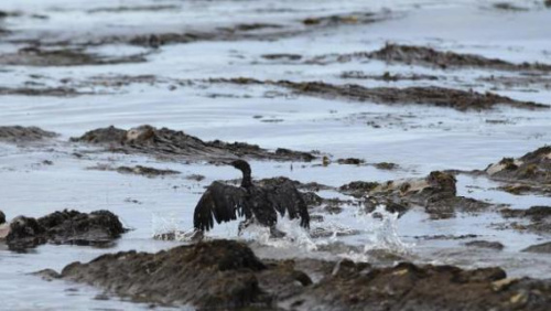 美国加州5月的原油泄漏让不少动物面临灭顶之灾。图为一只浑身被原油包裹的海鸟。