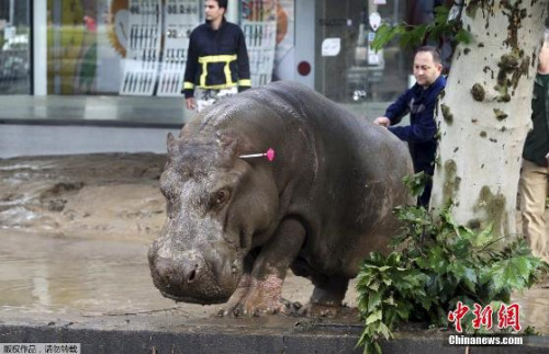 格鲁吉亚首都动物园遭洪水冲毁，大批猛兽跑出。图为警方使用麻醉枪对付在外流窜的河马。