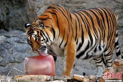 资料图：暑热炎炎，一只老虎正在吃工作人员为其准备的&ldquo;冰棍大餐&rdquo;降温解暑。