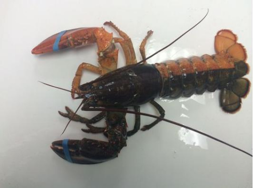 美国渔民捕获稀有双色龙虾一半橙色一半褐色(图)