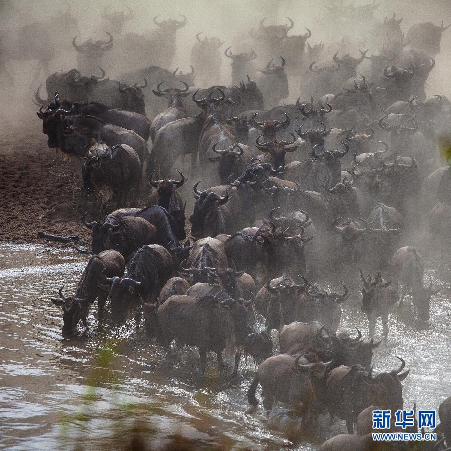 （国际）（3）肯尼亚壮观的“天国之渡”