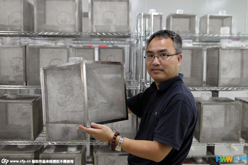世界最大蚊子工厂:每周可产50万