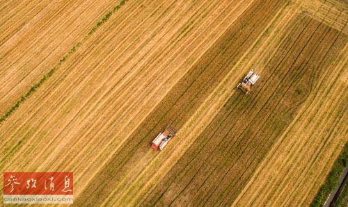 英媒:小麦成IS主要资金来源 卖面粉每年赚2亿美元