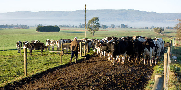 中国买家抢购澳洲农场 中澳自贸协定推波助澜