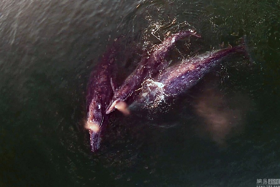 游客乘船偶遇灰鲸群 鲸鱼&ldquo;主动示好&rdquo;(高清组图)