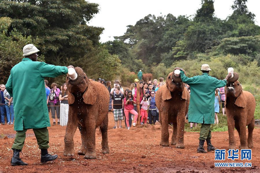（国际）（4）肯尼亚的大象&ldquo;孤儿&rdquo;