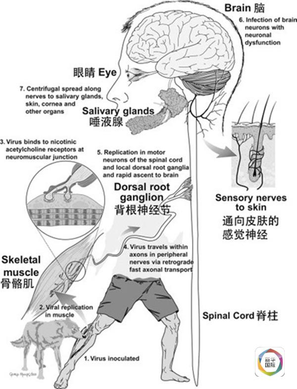 狂犬疫苗告罄 巴厘岛狂犬病疫情卷土重来