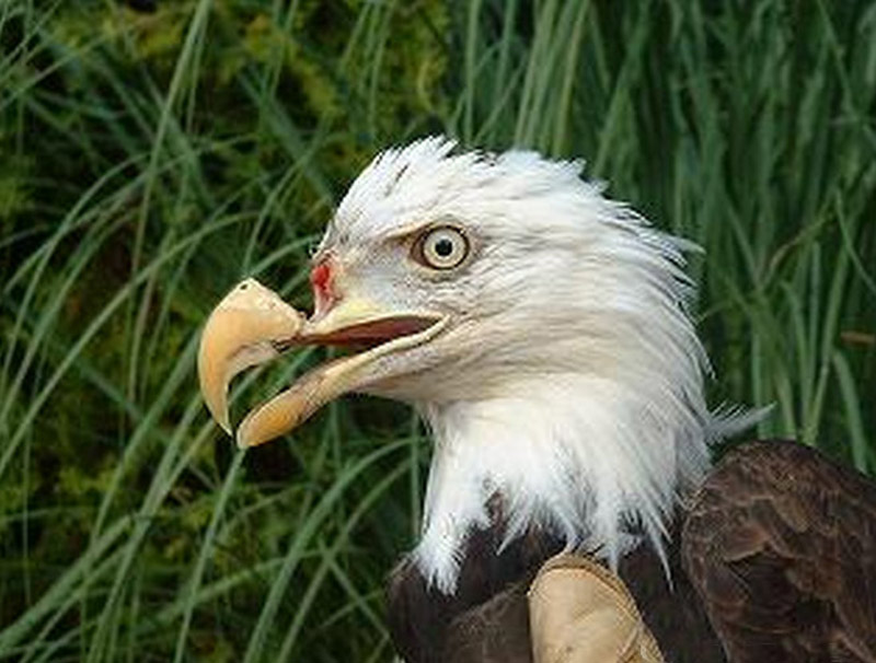 白头鹰被猎人打掉上颚 安装人造鹰嘴幸运存活