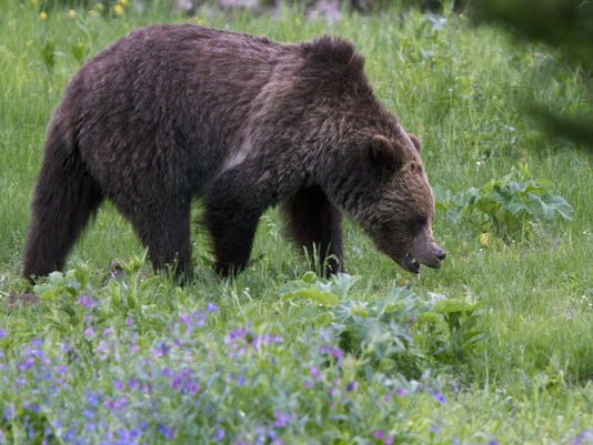 黄石公园灰熊并非为保护幼崽攻击人类被安乐死