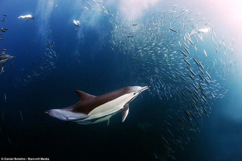 摄影师记录南非鱼群大规模迁移