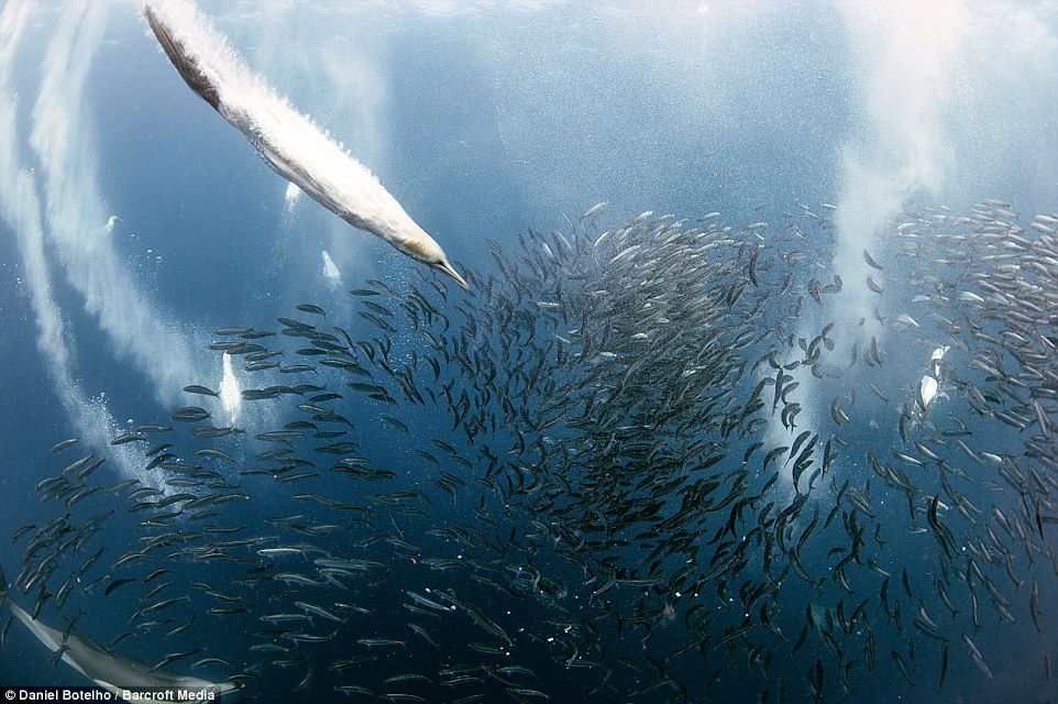 摄影师记录南非鱼群大规模迁移
