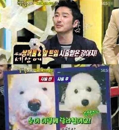 韩国整容潮“爱美及宠” 松狮染色变“熊猫”