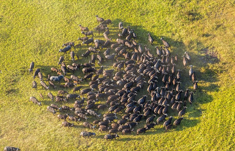 英摄影师900米高空俯拍非洲野生动物 画面壮观令人惊叹