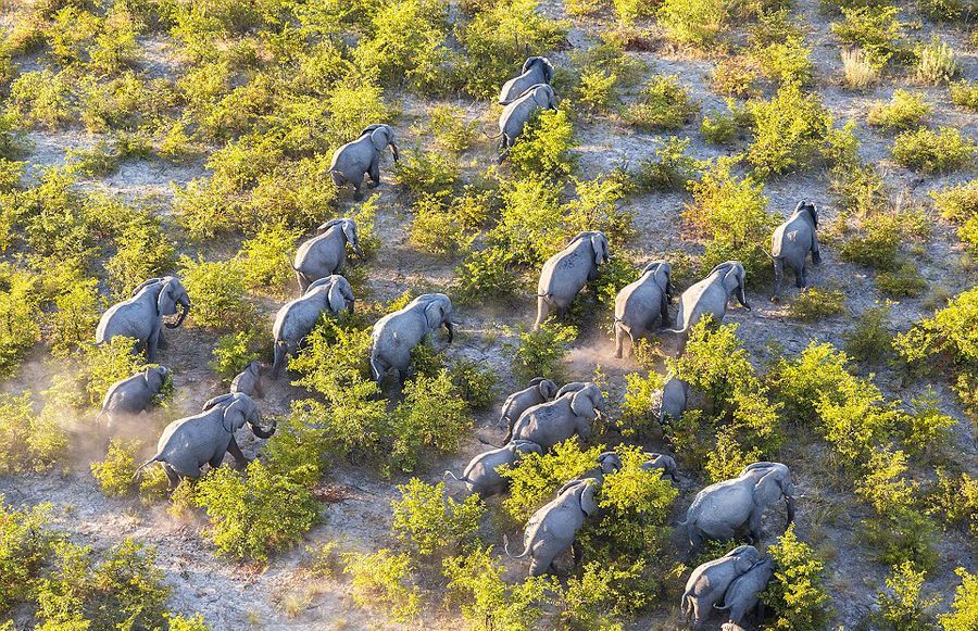 英摄影师900米高空俯拍非洲野生动物 画面壮观令人惊叹