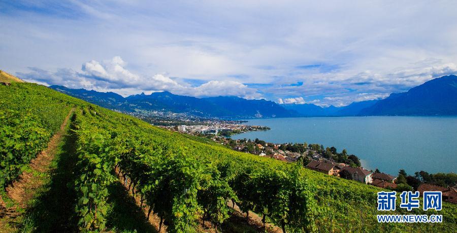 （国际）（1）瑞士拉沃梯田式葡萄园即将迎来丰收季