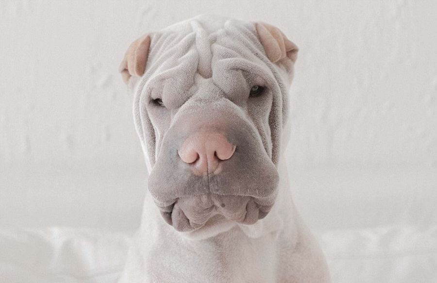 沙皮狗滑稽打扮 可爱模样走红网络