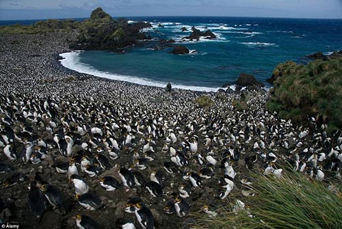 400万企鹅大军&ldquo;攻占&rdquo;澳神秘小岛场面壮观（图）