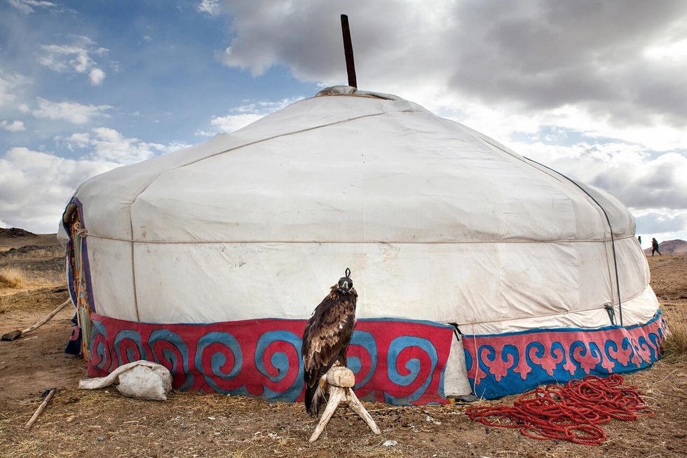 蒙古4000年猎鹰驯化传统面临失传
