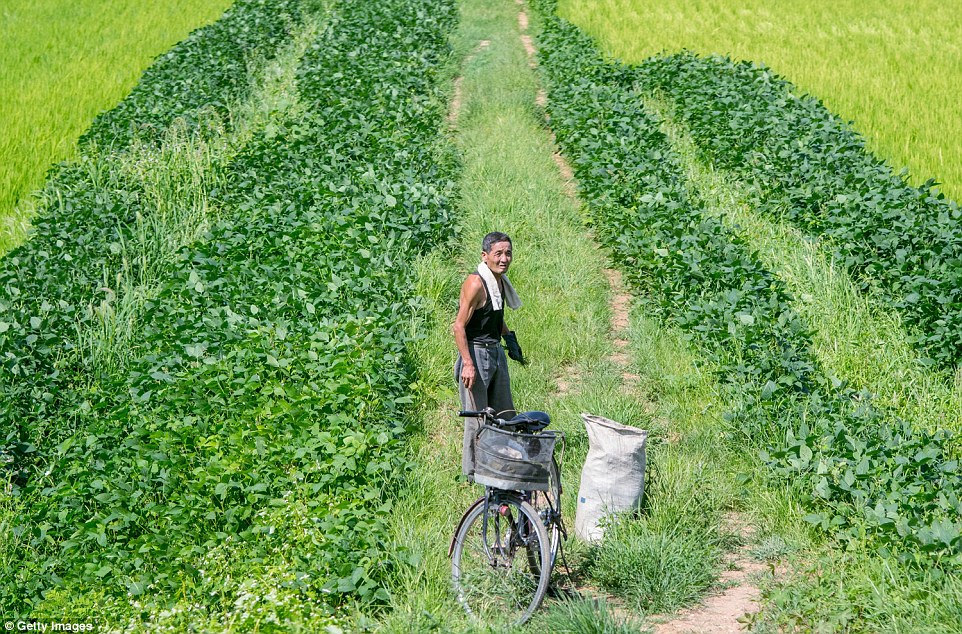 与平壤截然不同的朝鲜乡村