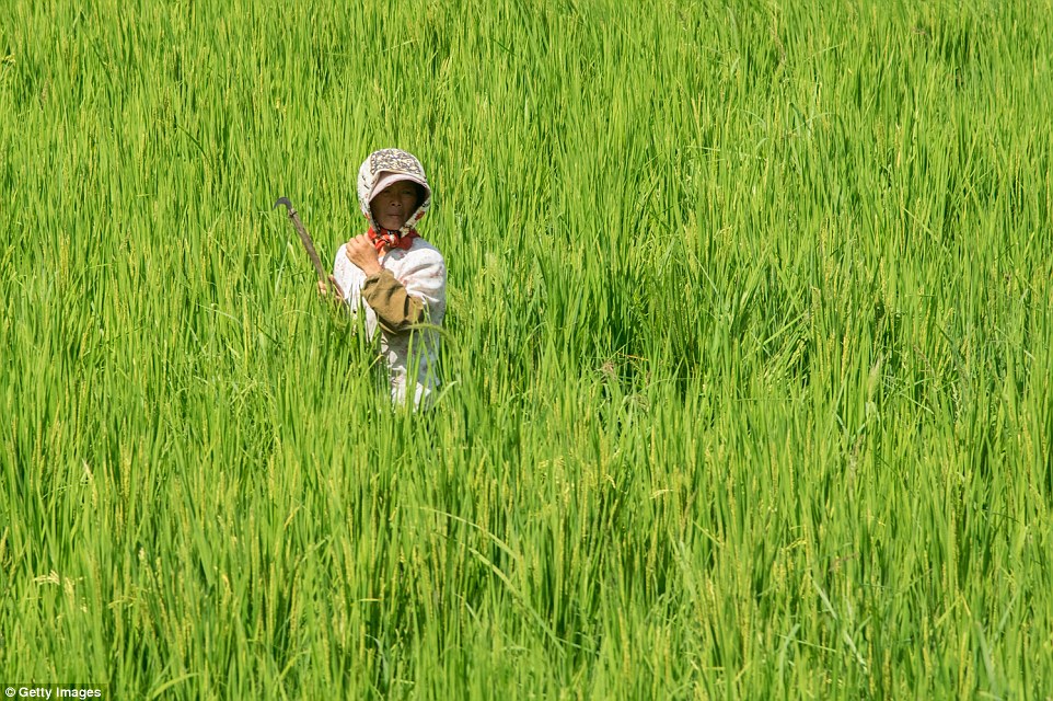 与平壤截然不同的朝鲜乡村