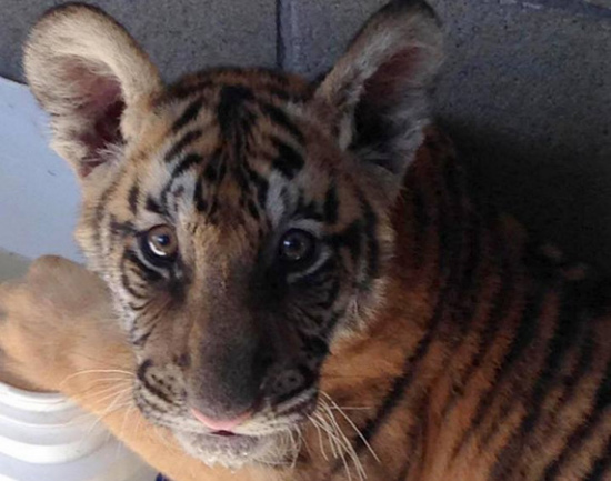 3个月大老虎宝宝被人遗弃后在大街上流浪(图)