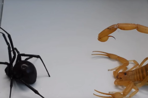 世界剧毒之战:金蝎大战“黑寡妇”蜘蛛(图)