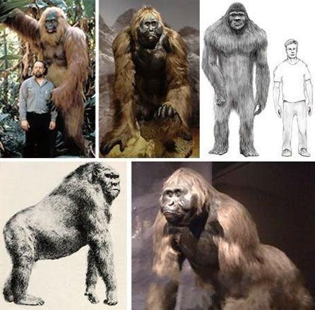 僵尸鱼现英国河道:比恐龙还早2亿年面世 盘点已灭绝动物(图)