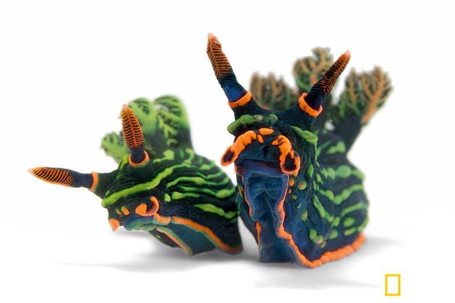 萌物出没 请捂好心脏！看各路科学家发萌照