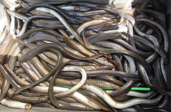 台媒:史前生物&ldquo;僵尸鱼&rdquo;绝迹200年后重现英国