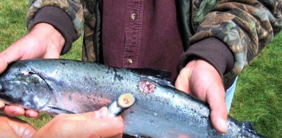 台媒:史前生物&ldquo;僵尸鱼&rdquo;绝迹200年后重现英国