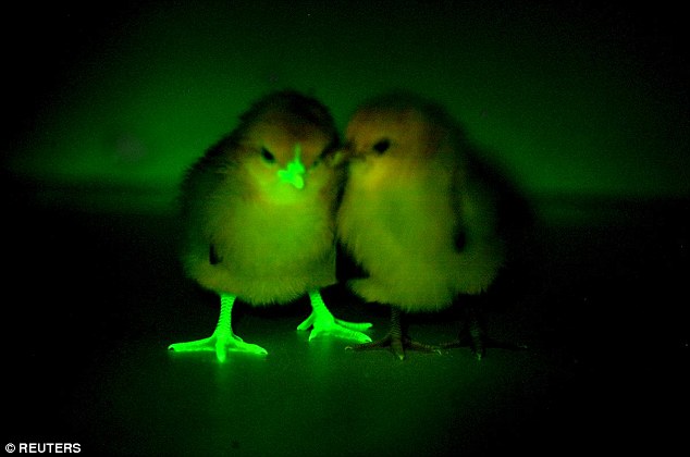 荧光小鸡助英科学家禽流感研究