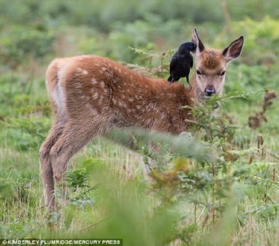 乌鸦帮小鹿掏耳朵一幕