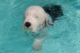 游泳池让汪星人承包了！来看真正的狗刨式泳姿（图）