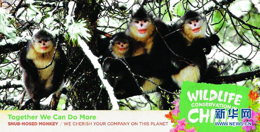 （XHDW）（7）中国驻美国使馆发布中国自行车发展和野生动物保护专题公益广告