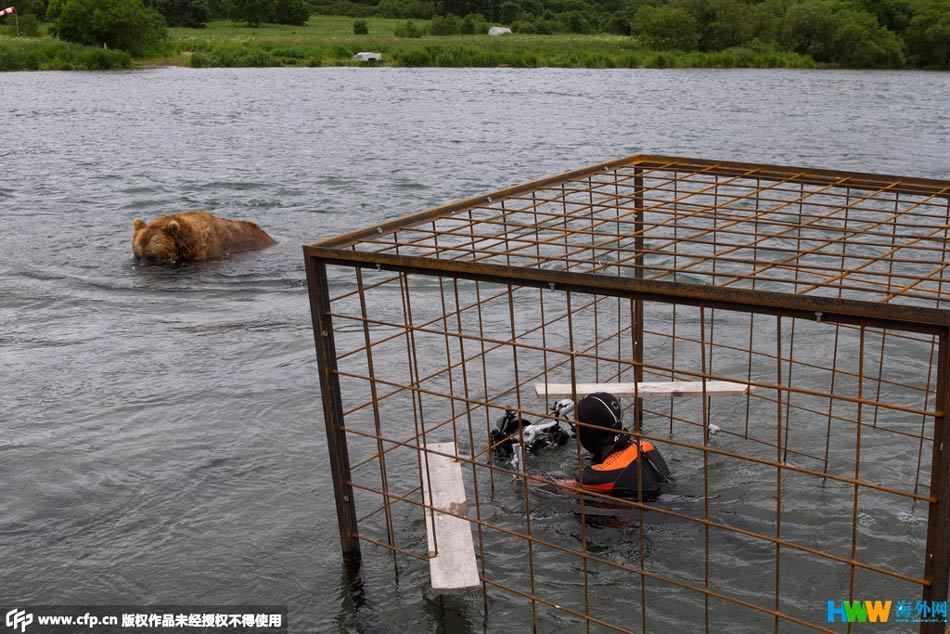 摄影师藏身铁笼 近距离拍摄黑熊捕食  