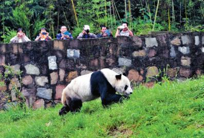 世界最老雄性大熊猫迎30岁生日 后代有130多只