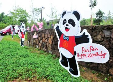 世界最老雄性大熊猫迎30岁生日 后代有130多只