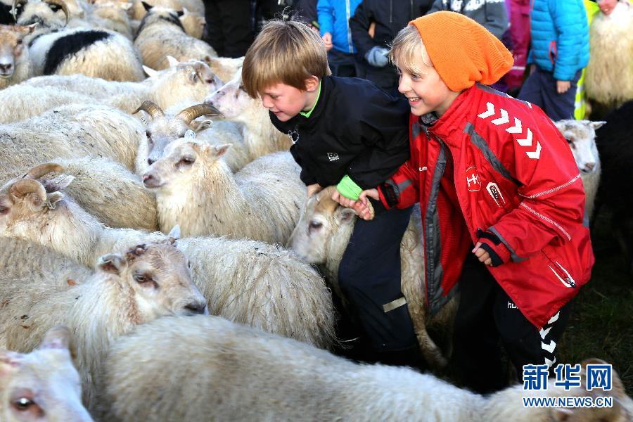 （国际）（2）冰岛圈羊节