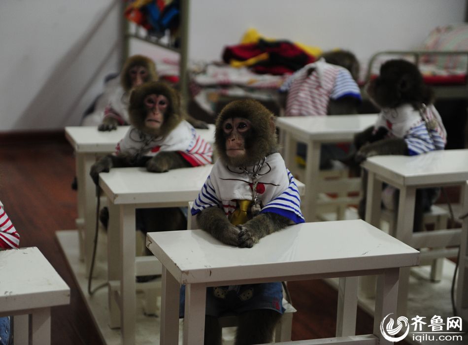 日本雪猴山东&ldquo;留学&rdquo;学表演 表情逗趣萌爆全场