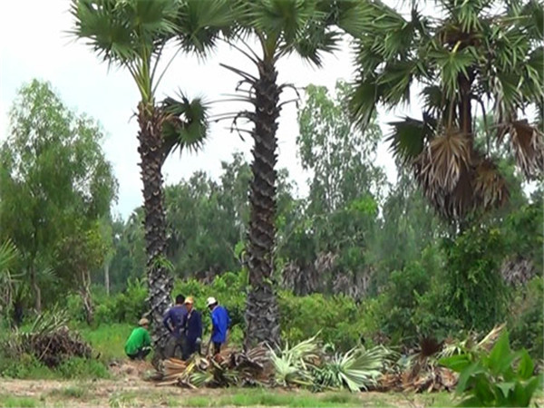 图为购树者和当地居民在挑选糖椰子树。