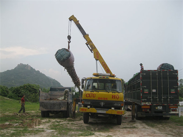图为购树者用起重机吊起糖椰子树,准备装车。