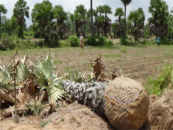图为被连根拔出后,根部被包装好的糖椰子树。