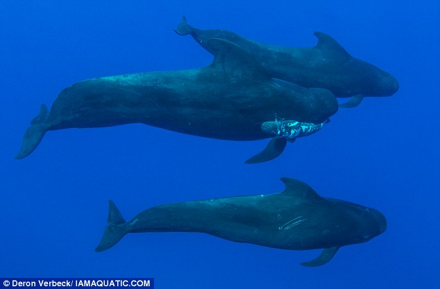 夏威夷海底夭折鲸鱼的哀悼仪式 (组图)