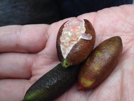 指橙属柑橘类,原产澳大利亚。